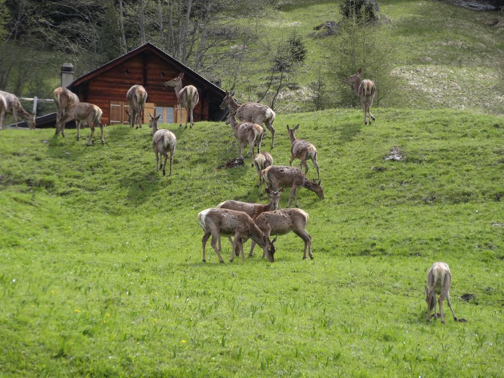 Chalet Edelweiss Hérémence 객실 사진